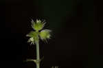 Canadian blacksnakeroot